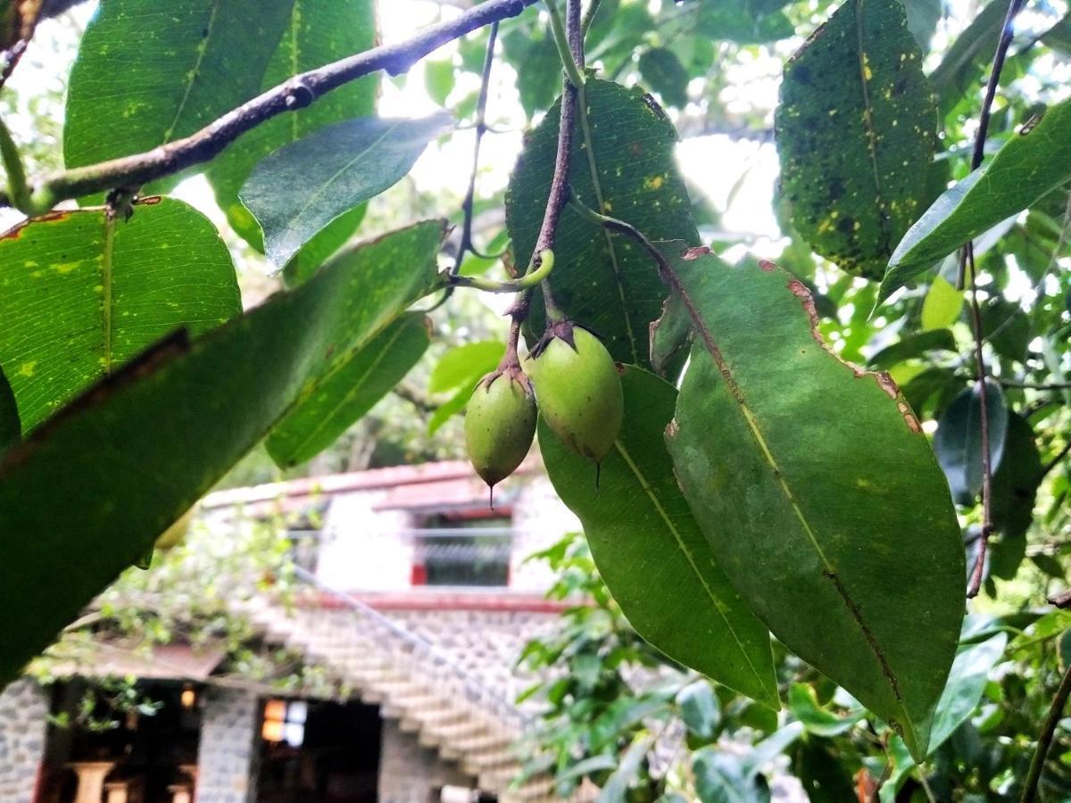 Bed and Breakfast Wildernest Thekkady Exterior foto